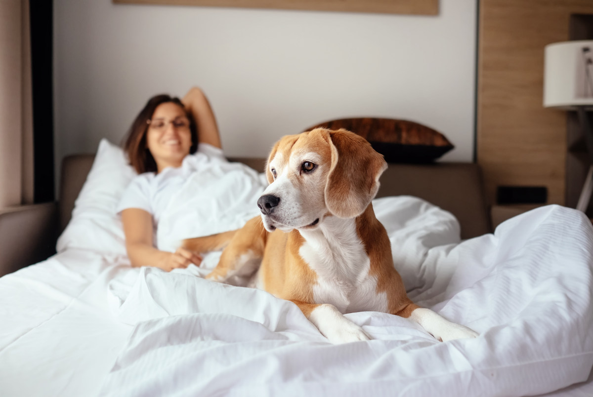 Hotels Where Pets Stay Safe and Free