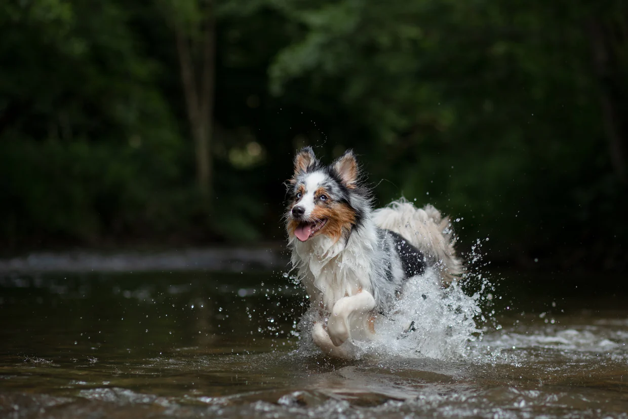 Keeping Pets Safe Near River Banks