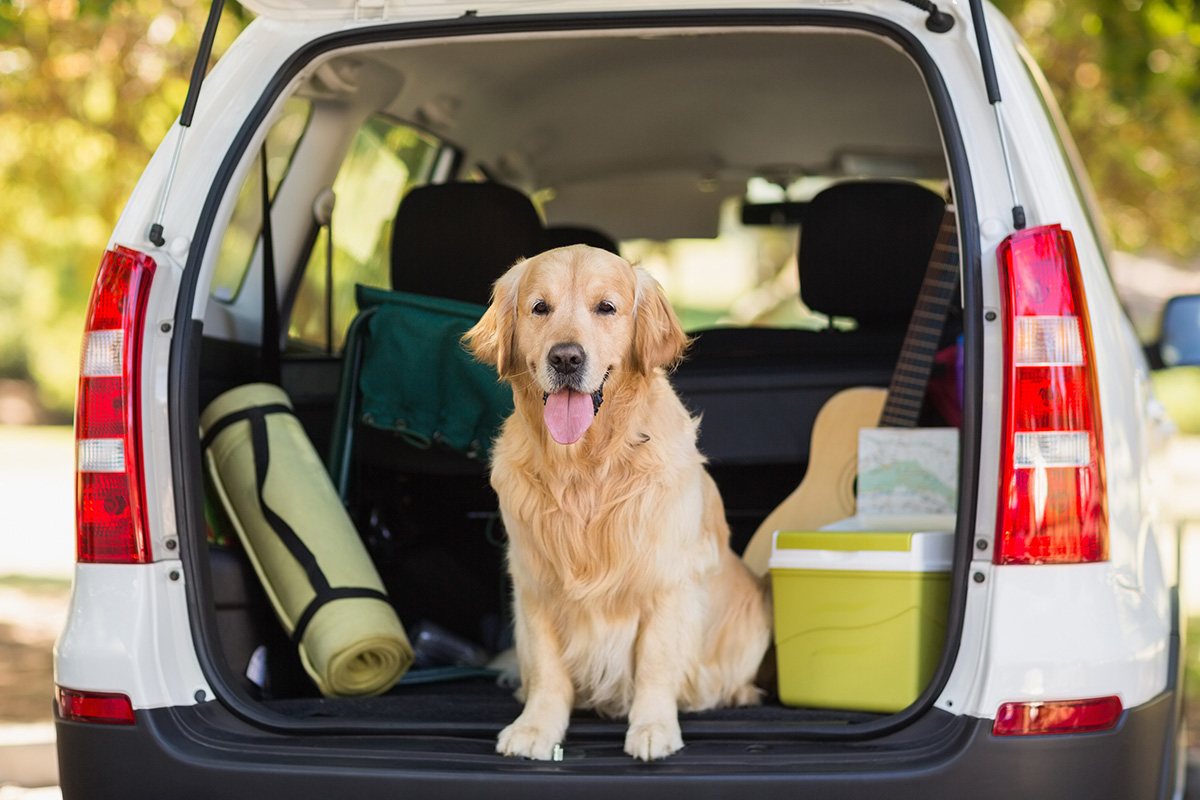 Watch Out for 4 Things When Travelling With Pets